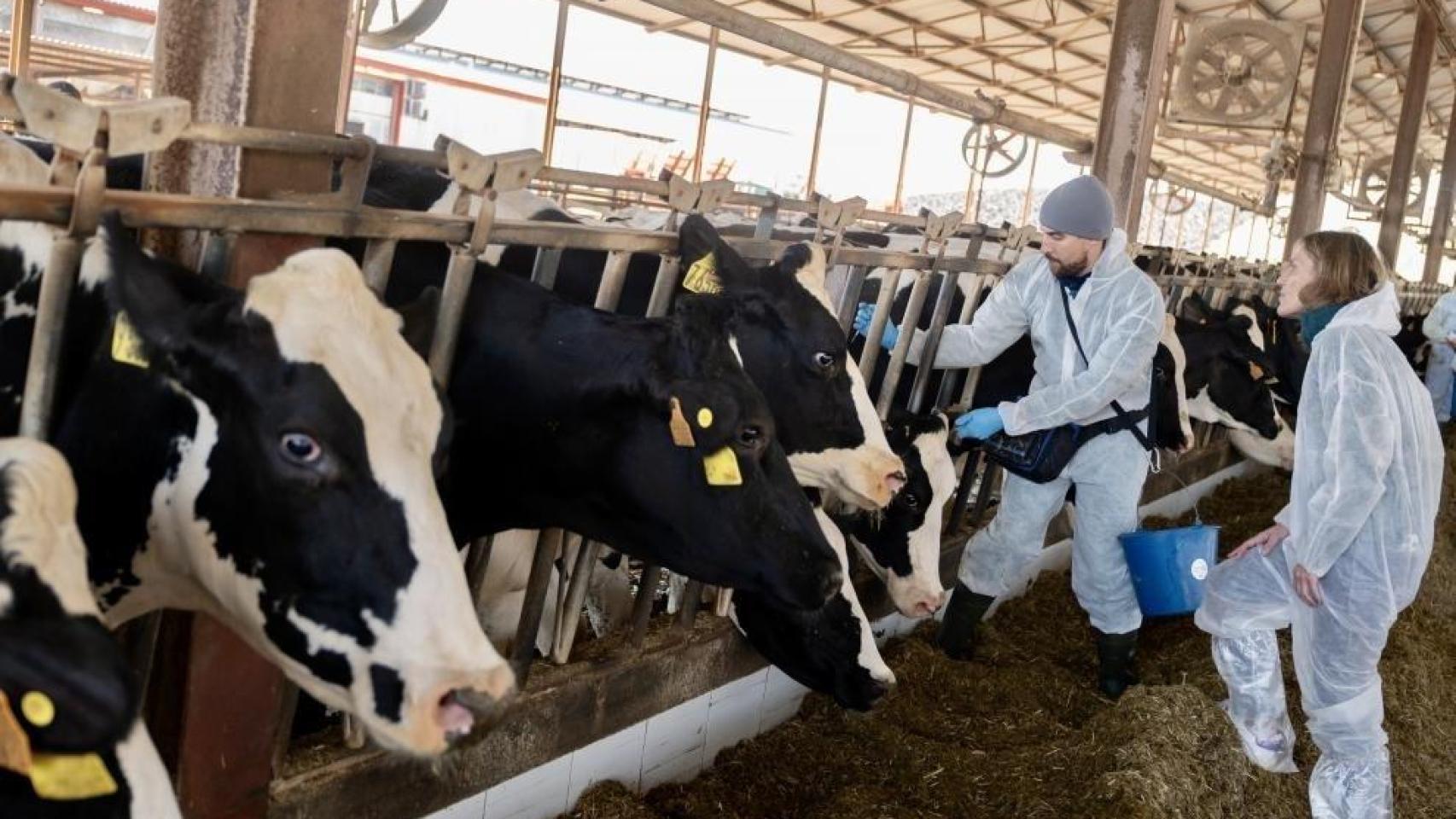 Sigue en vigor: la Junta prorroga las restricciones ganaderas frente a la dermatosis nodular en Castilla y León