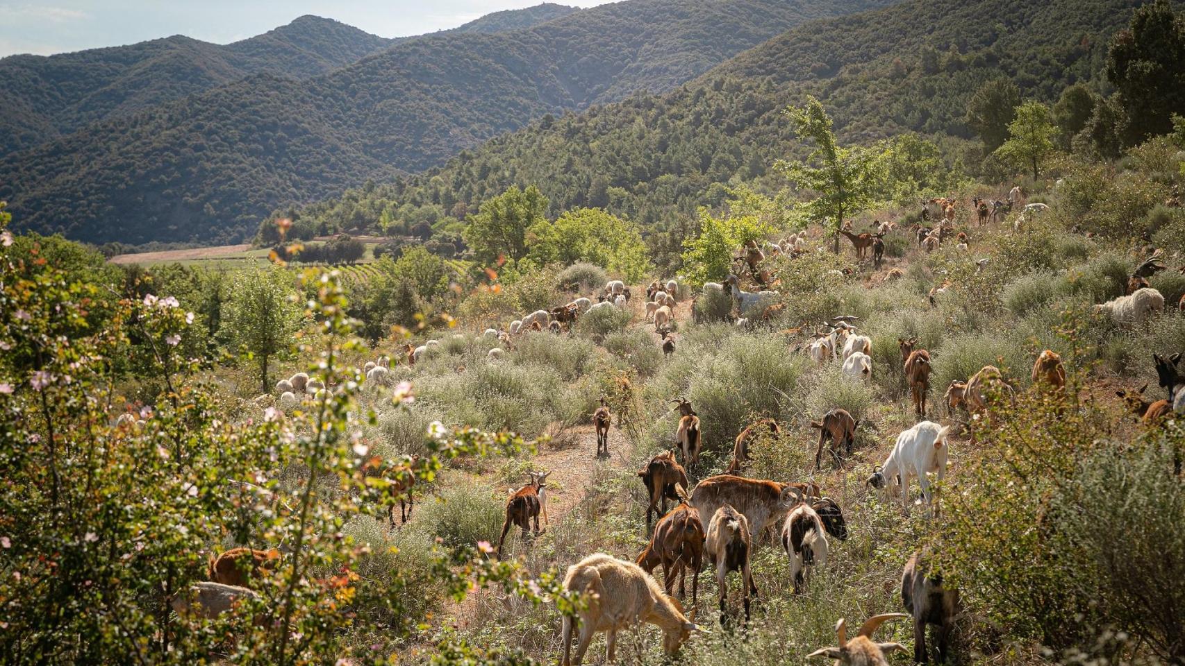 Silvopastoreo: qué es y por qué es clave para la sostenibilidad agrícola y la prevención de incendios en España
