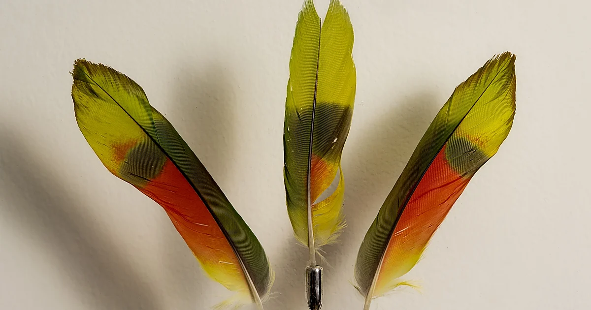 Donna Conlon y el canto de los pájaros