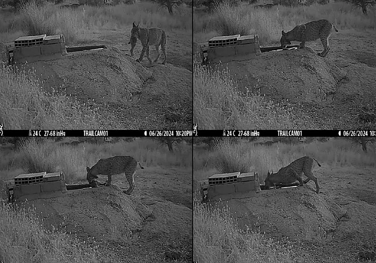 A first in Spain: Iberian lynx filmed dunking their prey to quench their kittens' thirst