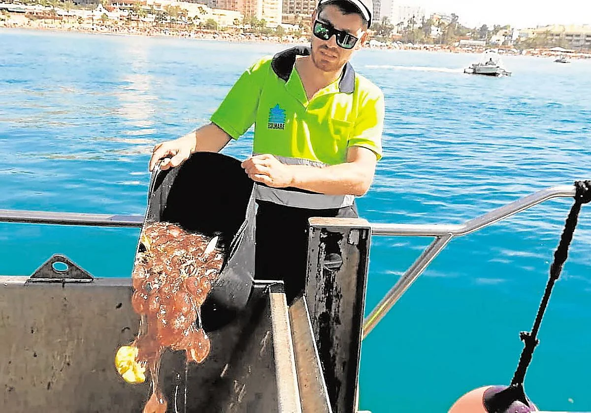 Worried about jellyfish? There is an app for that