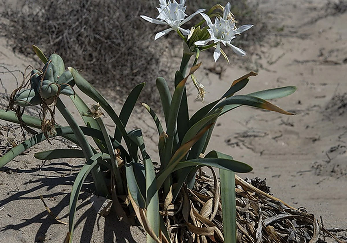 Axarquía environmental group denounces removal of threatened plant species during beach cleaning