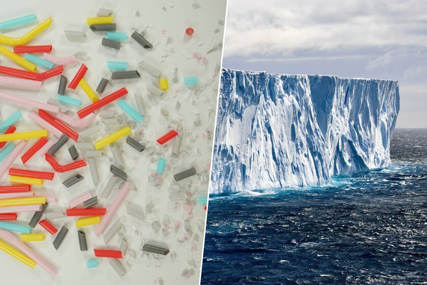 Hasta en el lugar más aislado del mundo: el único insecto de la Antártida ha empezado a comer algo que no debería