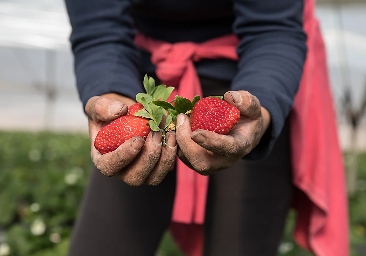 Al campo ya no le salen las cuentas