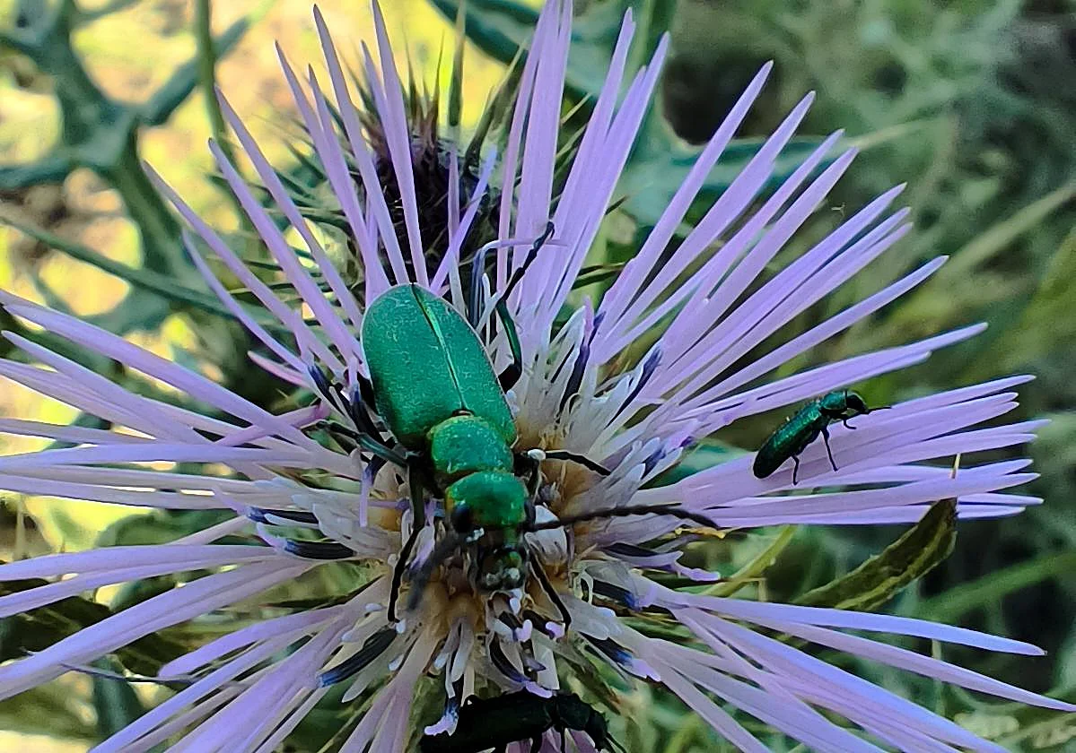 Mucho más que bichos: los insectos que pueden ayudar a salvar la laguna de Soliva