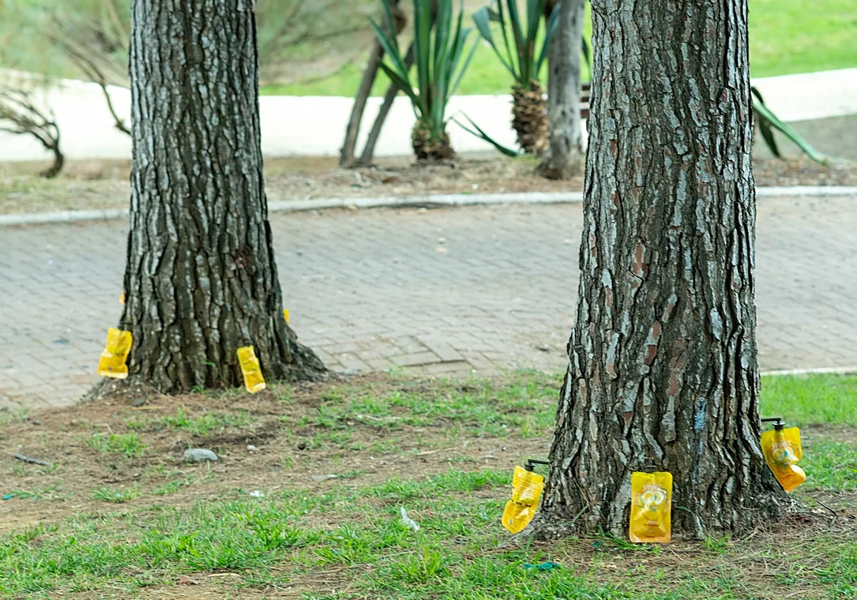 Marbella tackles tea beetle plague after detecting first cases