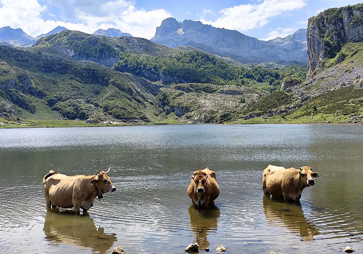High stakes and highland heifers: why Spain’s Picos de Europa are (officially) the world’s most beautiful region