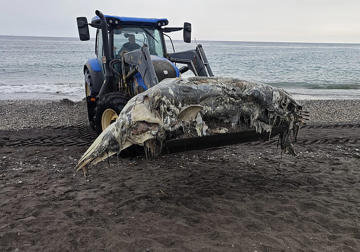 Hallan restos de una ballena de diez metros en la playa torroxeña de Ferrara