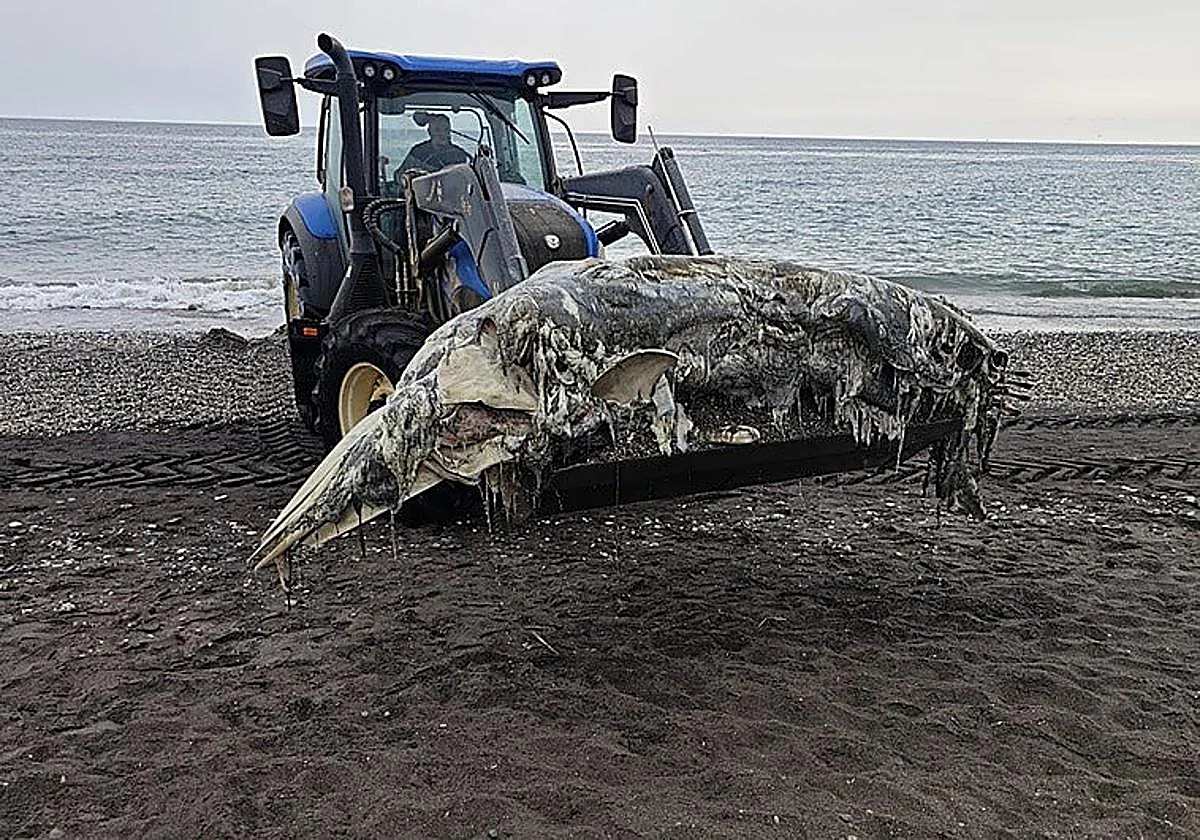 Whale carcass washes up on Torrox beach