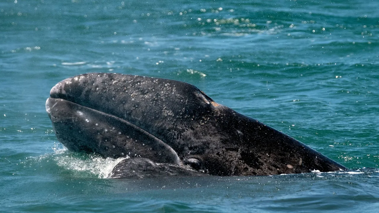 Las ballenas “ganan” en tribunales con la suspensión de buques metaneros en el Golfo de California