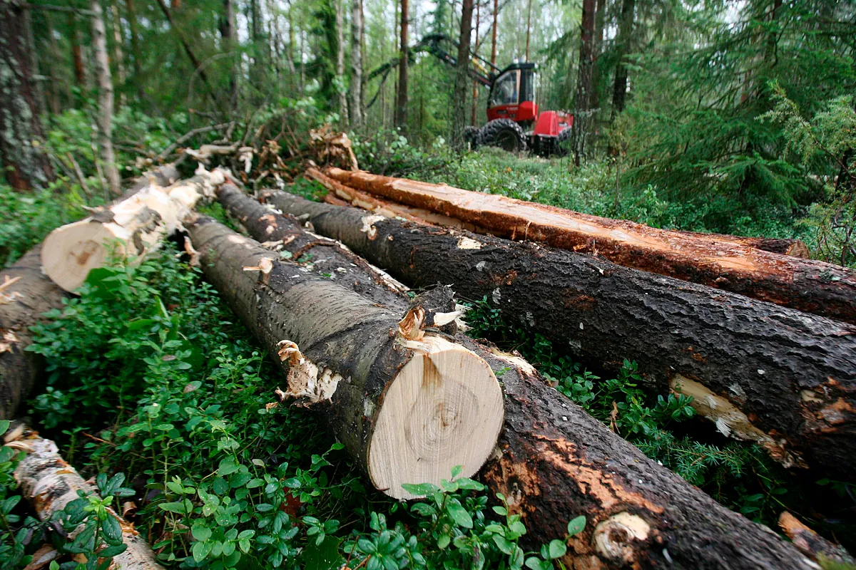 La primera empresa europea dedicada exclusivamente a la madera es un productor pequeño pero atractivo