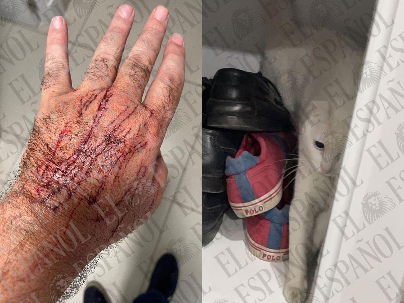 La furia de Chloe: el segundo gato de Ábalos provocó heridas profundas a Koldo: "Araña rápido y se entretuvo"