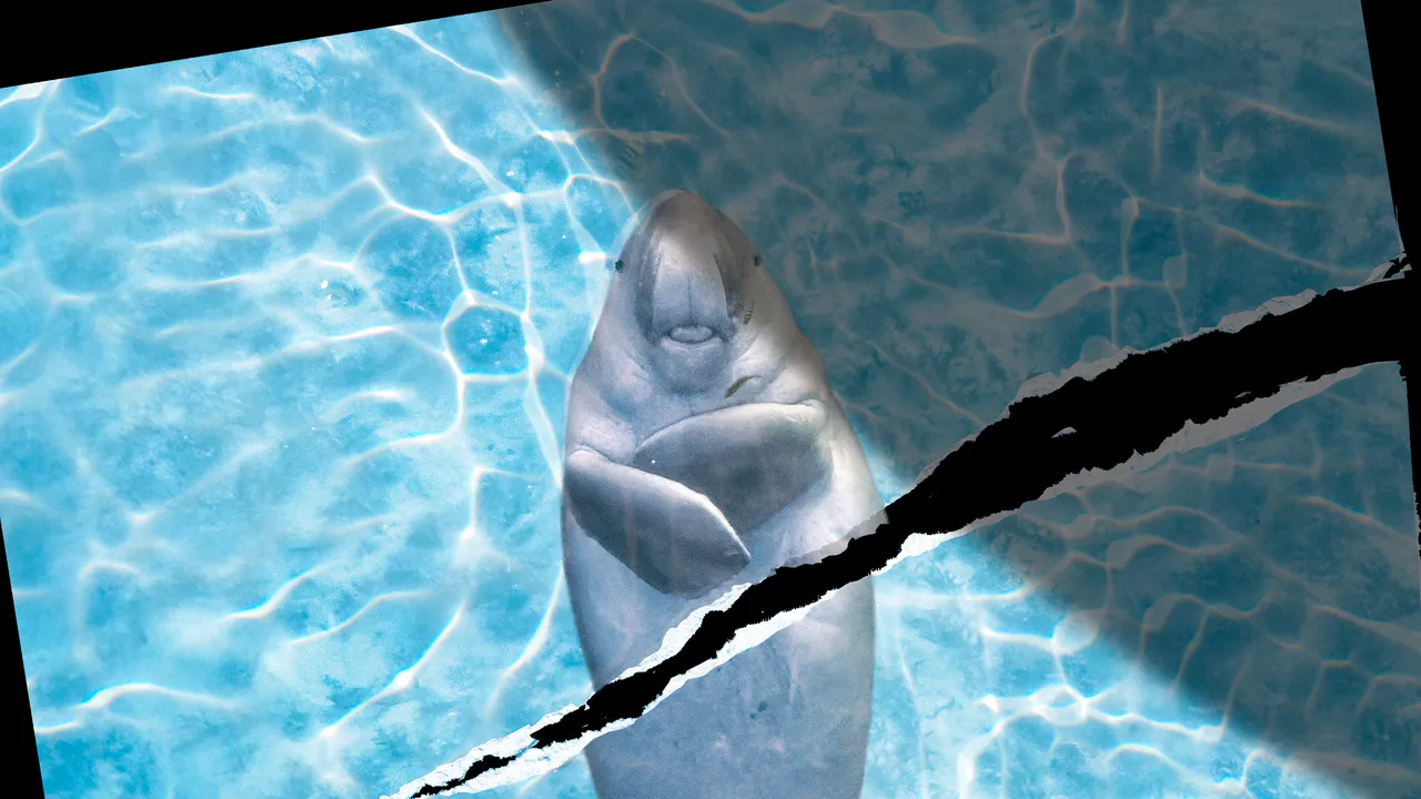 Los animales marinos del Estrecho de Ormuz no consiguen un alto al fuego