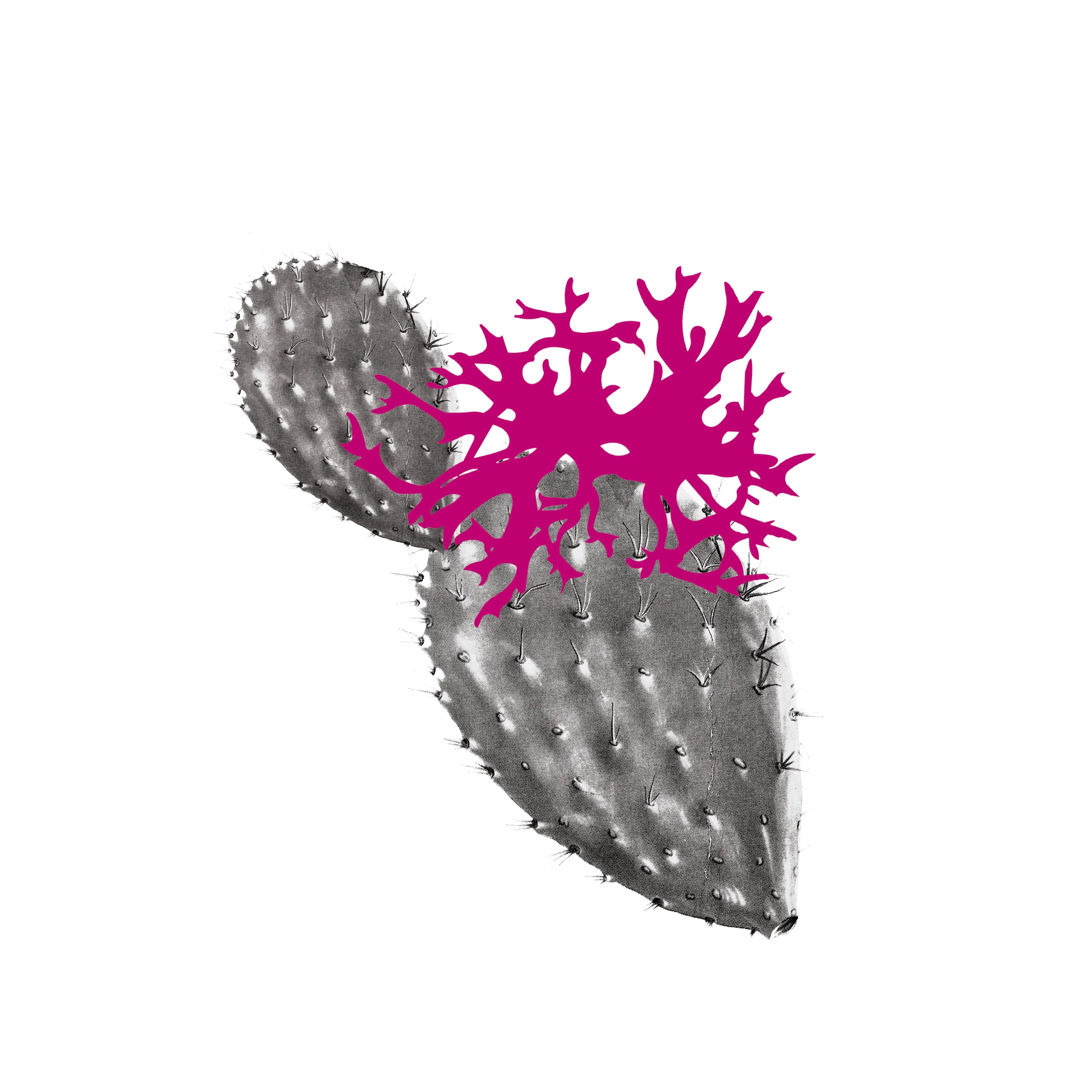 Muxgo o la utopía cocinada