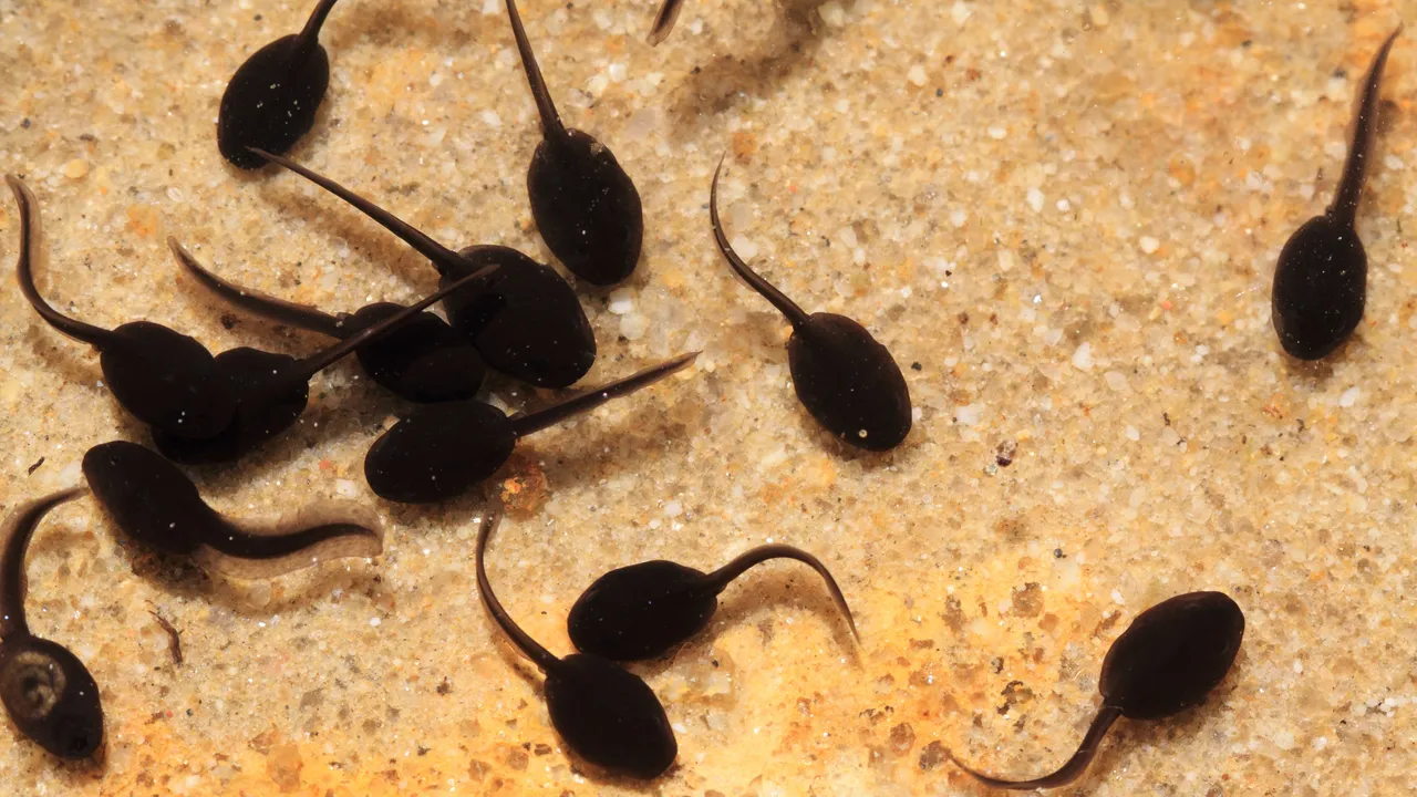 Por qué no podemos regenerar extremidades como los anfibios