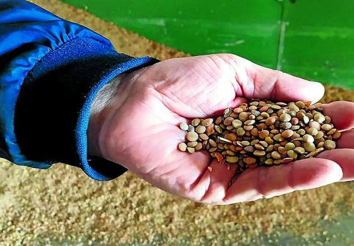 Alerta alimentaria: piden la retirada de estas lentejas vendidas en Andalucía