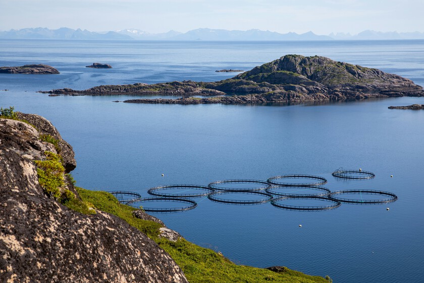 El 70% del salmón mundial sale de granjas y su carne debería ser color gris. La industria lleva décadas asegurándose de que no lo notes