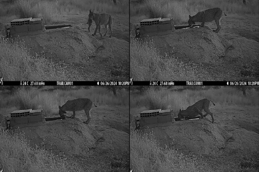 Sabíamos que los linces eran listos, pero no que tanto. Cinco hembras de Toledo acaban de reescribir lo que creíamos saber sobre félidos salvajes