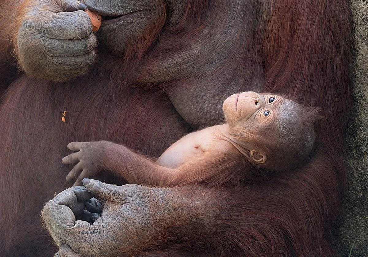 Nace una nueva cría de orangután de Borneo, una de las especies más amenazadas del planeta, en el Zoo Aquarium de Madrid