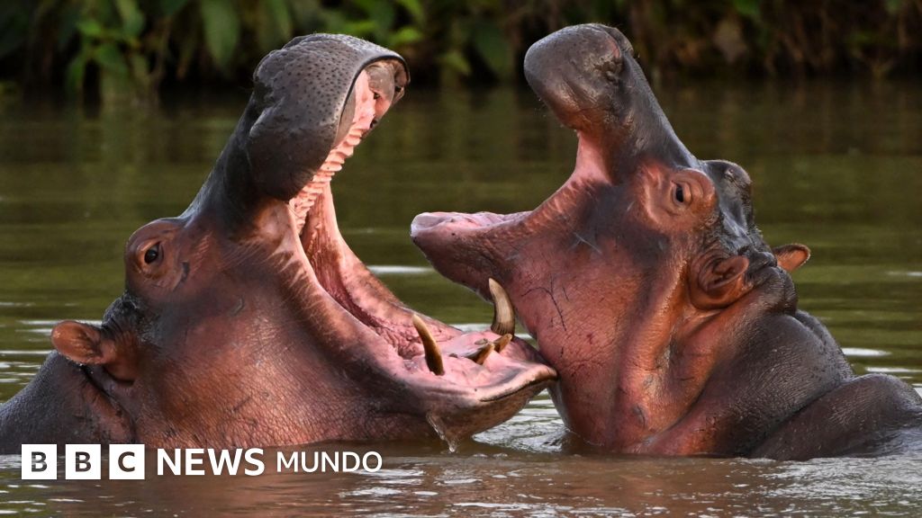 Por qué el gobierno de Colombia sacrificará a 80 de los hipopótamos de Pablo Escobar