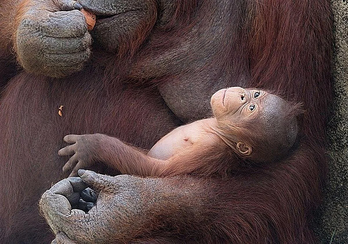New arrival at Madrid Zoo Aquarium: birth of a Bornean orangutan