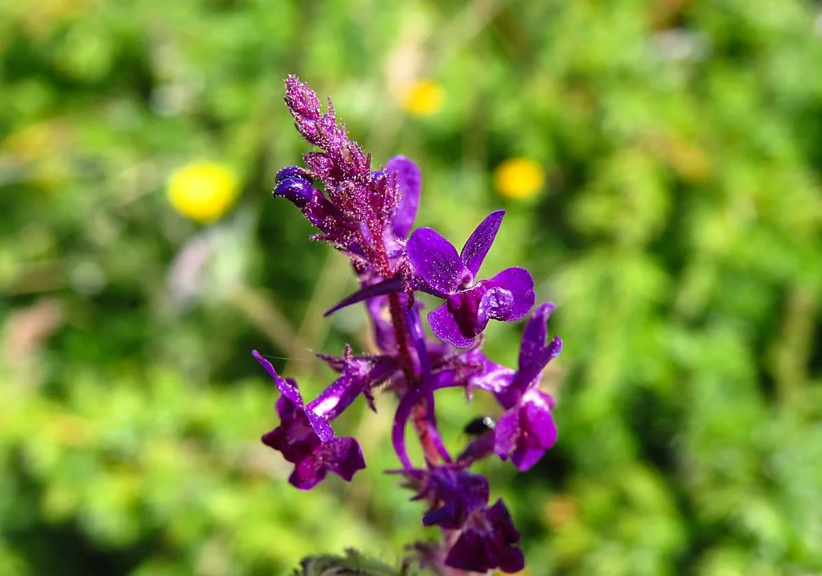 Linaria elegans