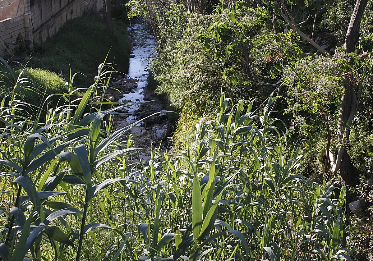 Torremolinos and Benalmádena agree to take it in turns to clear streambeds of reeds on their boundaries