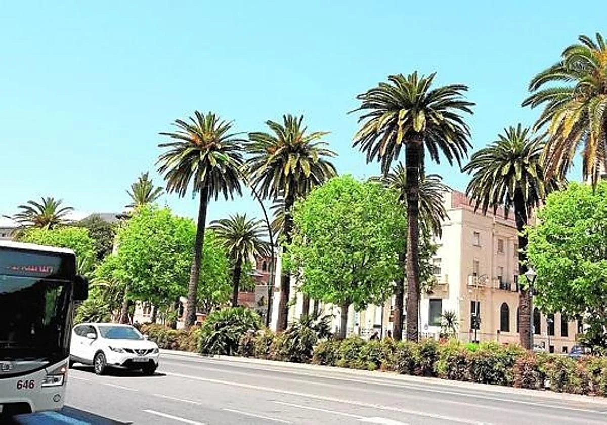 Vuelve el picudo rojo: el Ayuntamiento sustituirá cuatro palmeras canarias en el Paseo del Parque y la plaza de la Marina