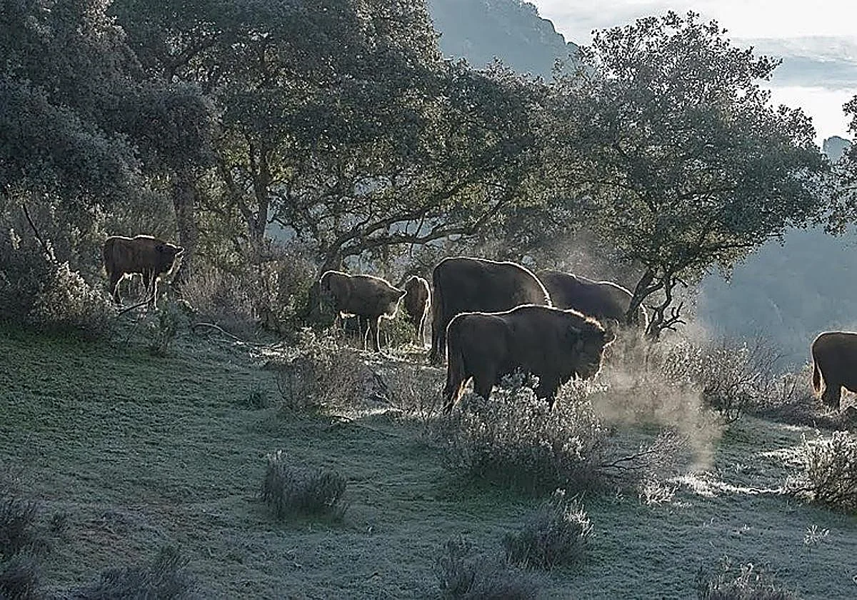Forget African safaris: discover Andalucía's hidden corner where wild bison roam