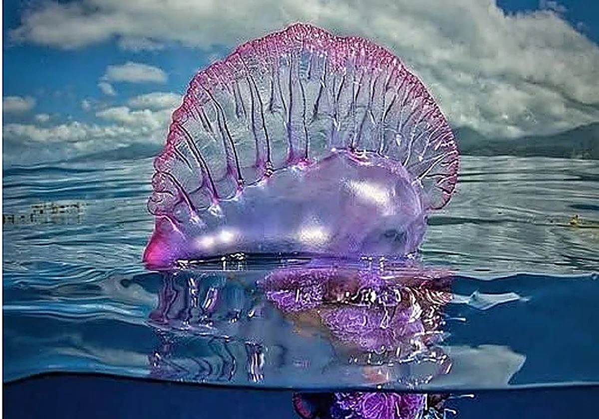 Portuguese man o' war spotted off Granada's Costa Tropical