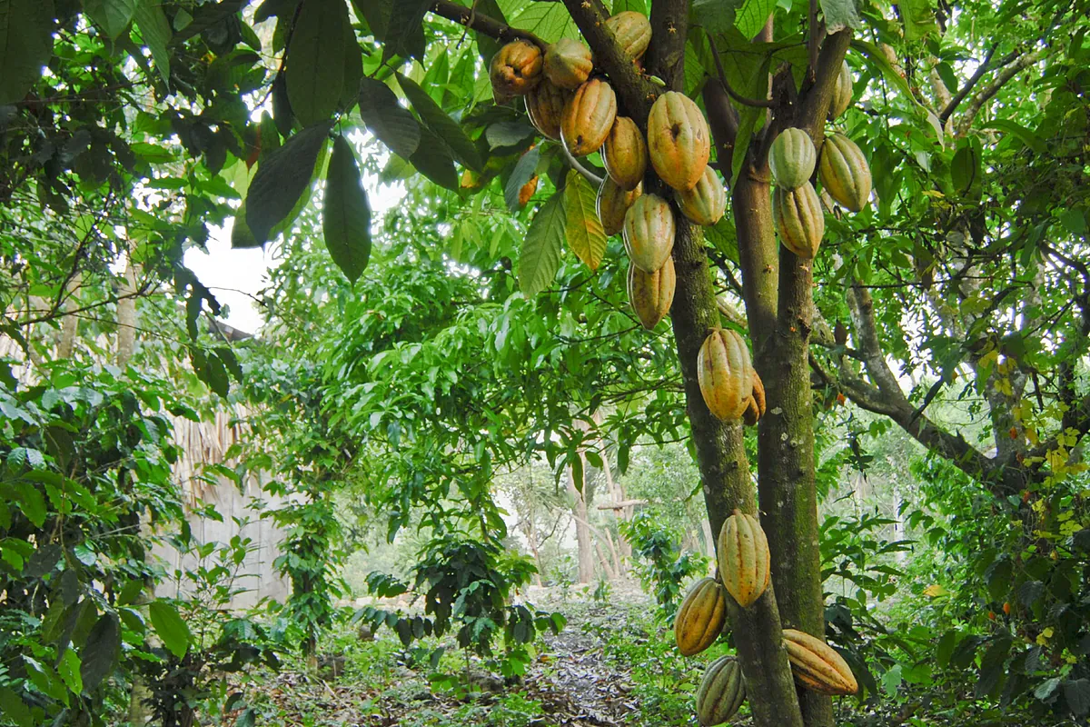 El desplome del cacao hace mella en los grandes del chocolate