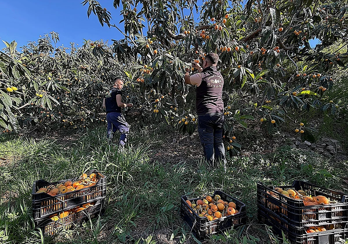 Granada's loquat harvest gets off to a slow start due to winter storms