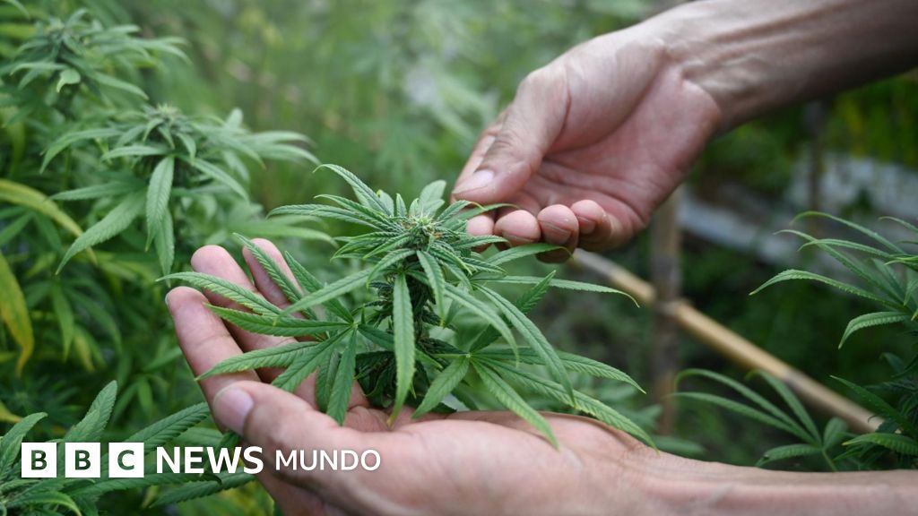 El gobierno de Trump reclasifica la marihuana medicinal como una droga menos peligrosa