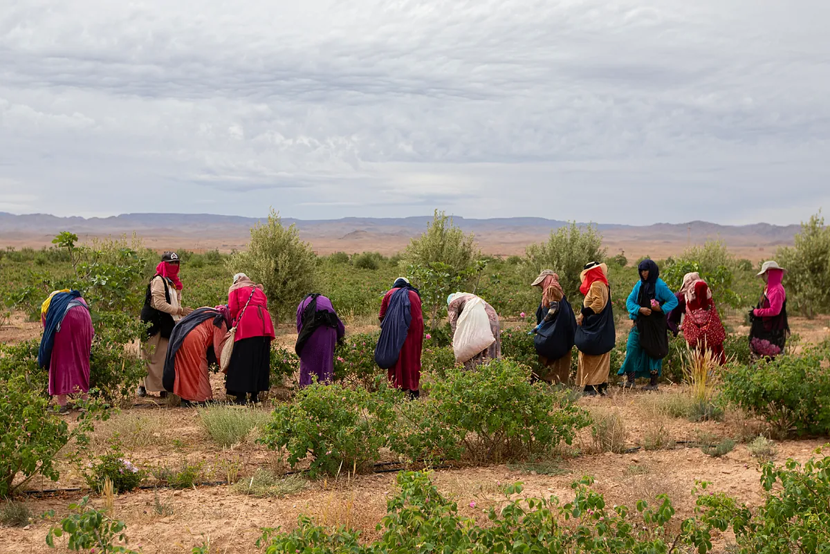 El recóndito valle marroquí donde se cultiva la preciada rosa de Damasco