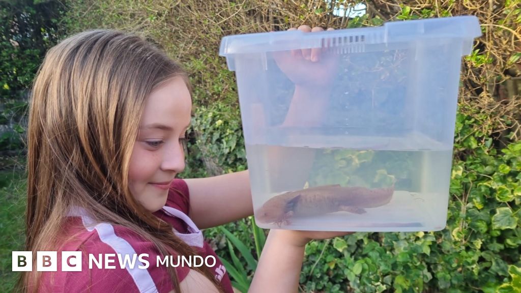 El sorprendente hallazgo de un ajolote mexicano que realizó una niña bajo un puente en Reino Unido