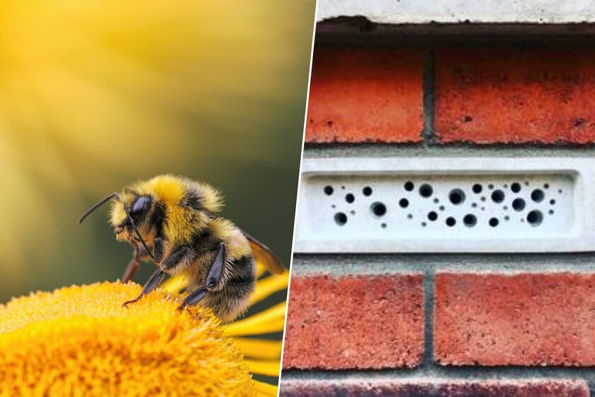 Hay tan pocas abejas que en el Reino Unido hay una ley que obliga a las casas nuevas a tener "habitaciones" para ellas