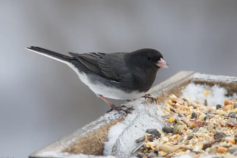 El pájaro que se transformó para sobrevivir durante la pandemia cuando se escondieron los humanos