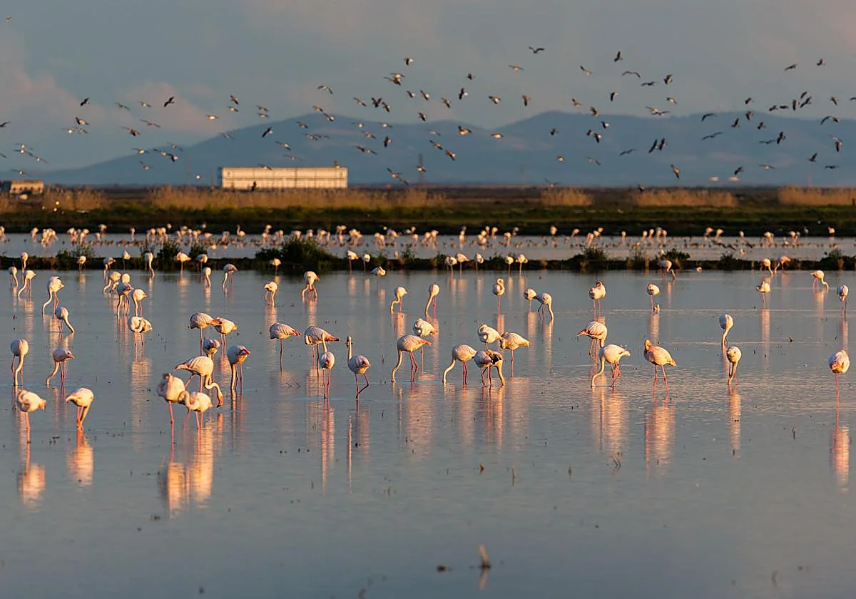 The Doñana we knew may never return: Why a wet winter isn't enough to save the Andalusian national park