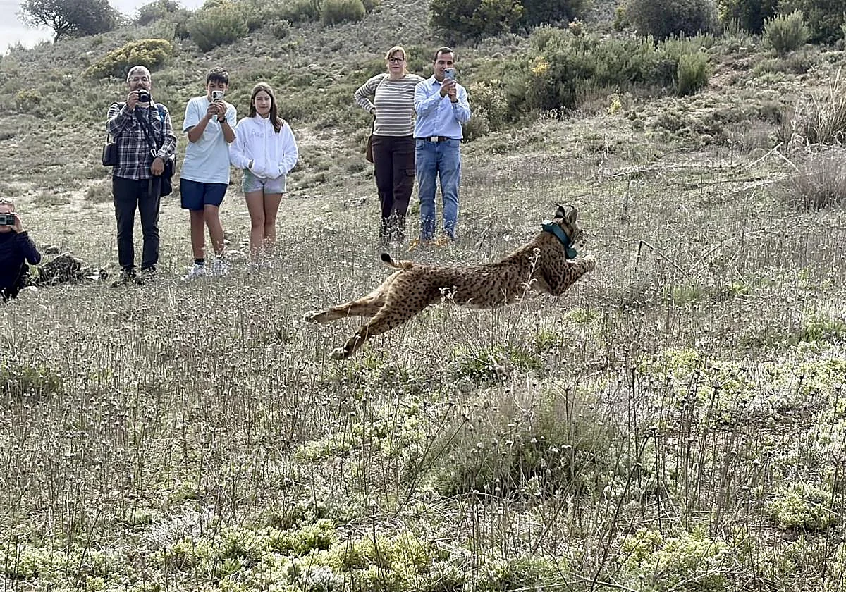Un lince se pasea por un pueblo de Toledo acabando con buena parte de sus gatos callejeros