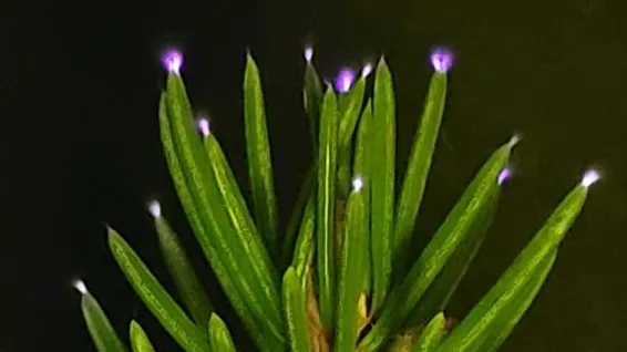 Por qué los bosques brillan en días de tormenta y cómo lograron grabarlo por primera vez