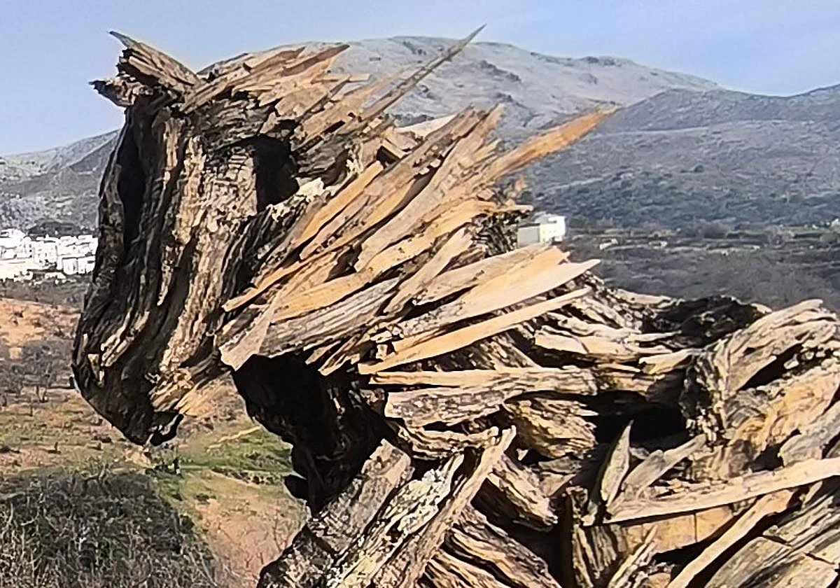 Malaga countryside tourism: eight reasons to visit Cartajima, the Serranía de Ronda's 'rooftop'