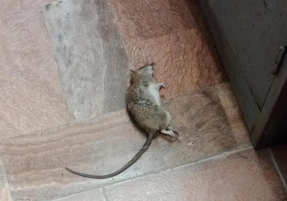 Mijas police report rat infestation at barracks