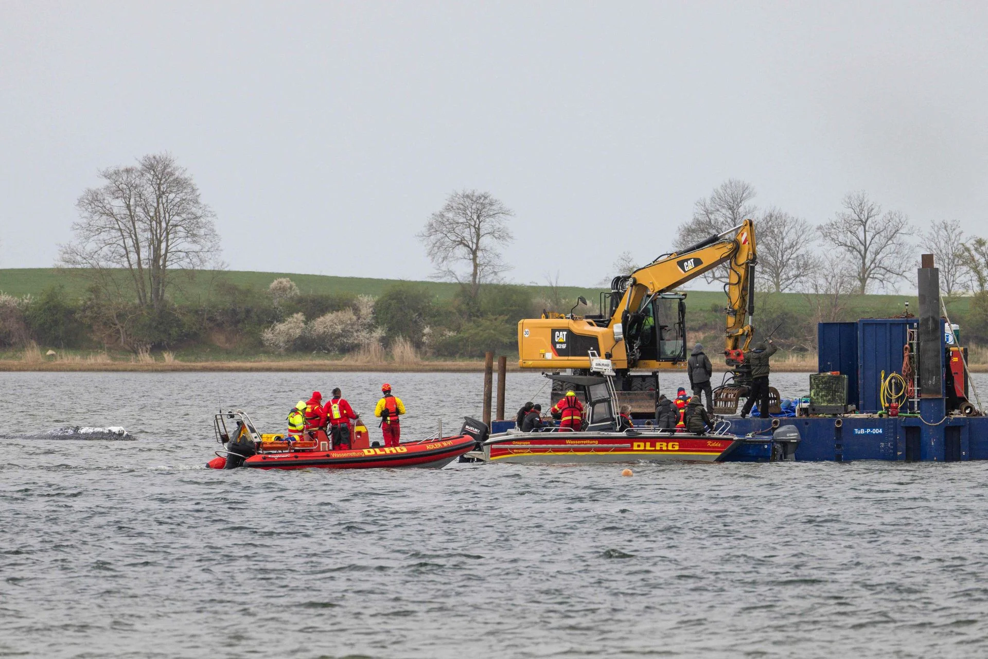 Una barcaza traslada a la ballena Timmy hacia el Báltico