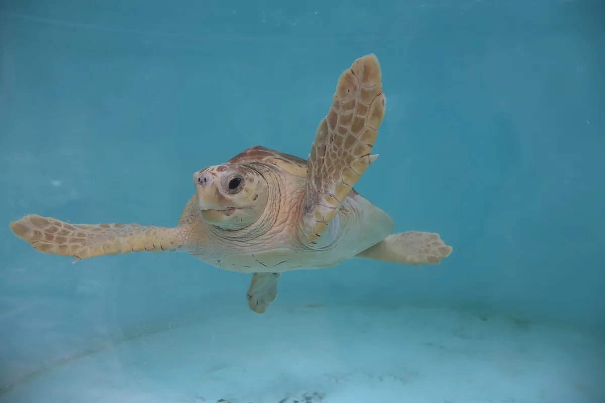 Parques Reunidos: ocio más eficiente y recuperación de especies