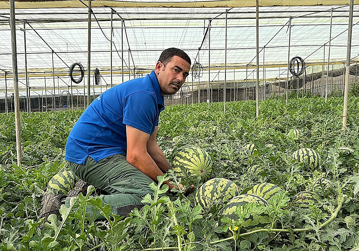 Granada province growers bring forward watermelon harvest due to threat of Tobacco Thrips pest