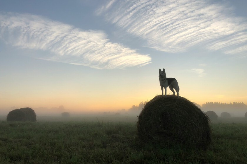 Lobos, osos y jabalíes se están repartiendo el mapa de España y la verdadera batalla es entre el mundo rural y las ciudades