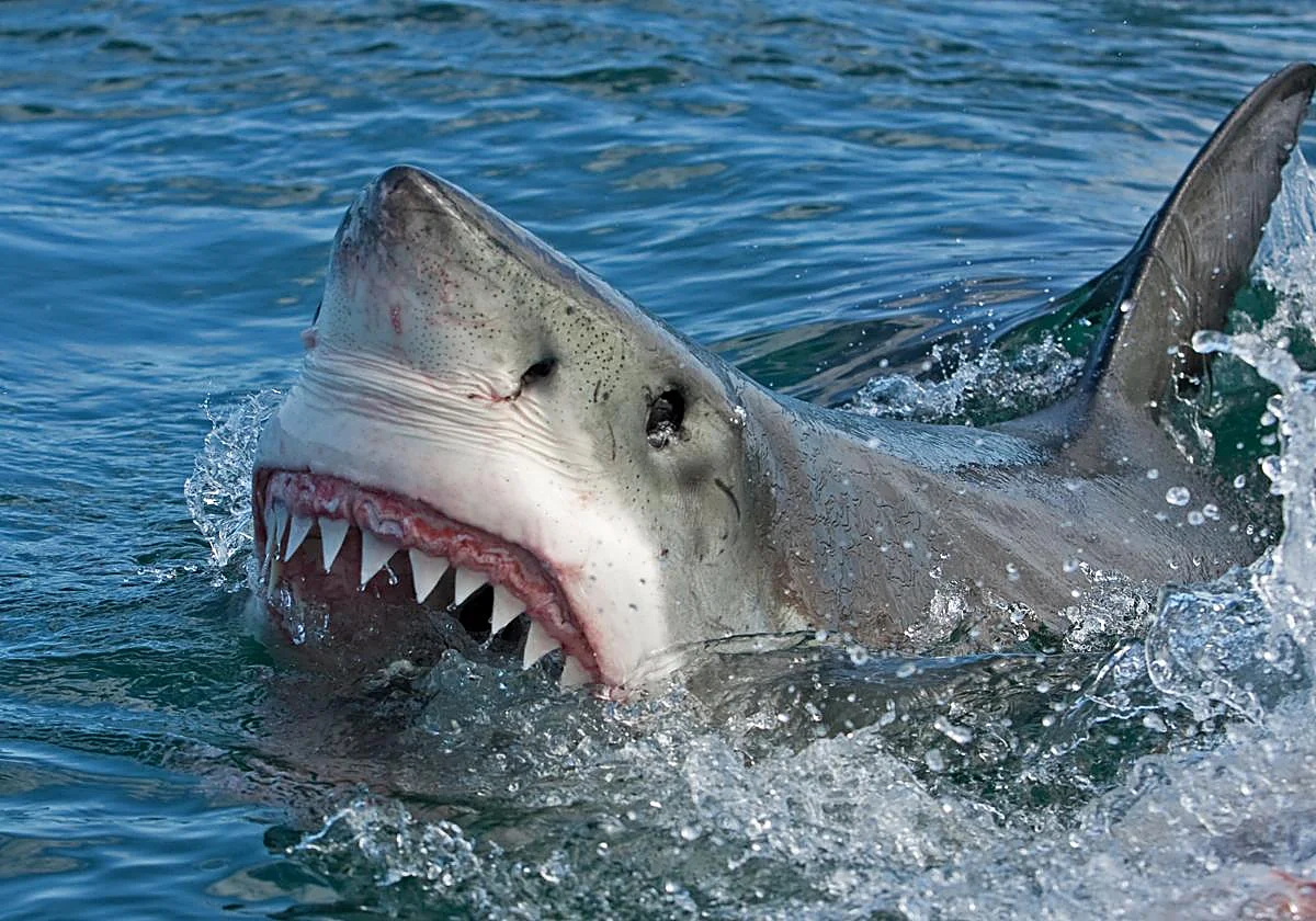 Maldives shark attack: Spanish honeymooner breaks silence after losing leg in 'savage' tiger shark ordeal