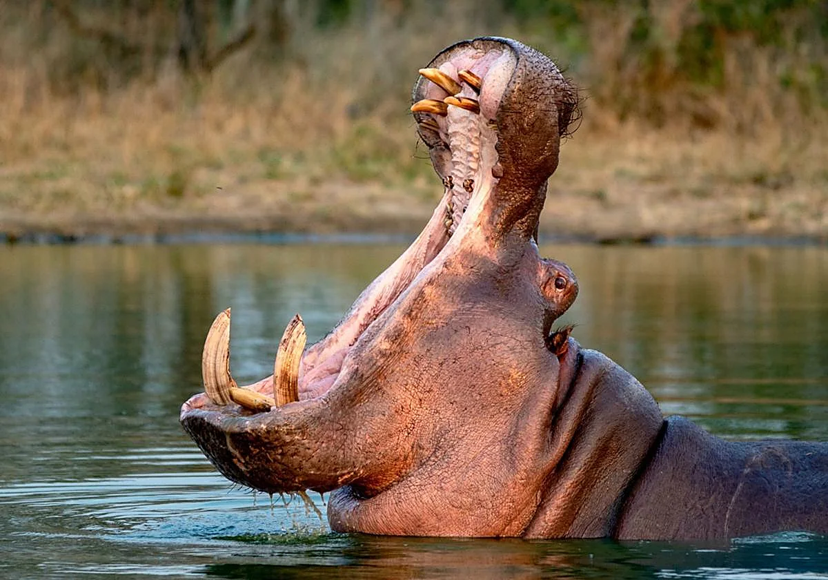 El millonario indio Anant Ambani ofrece acoger a los hipopótamos de Pablo Escobar abocados al sacrificio