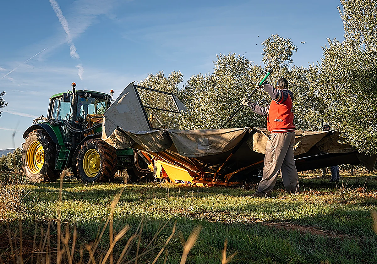 Andalucía es líder nacional en producción, empleo y exportación agrarios