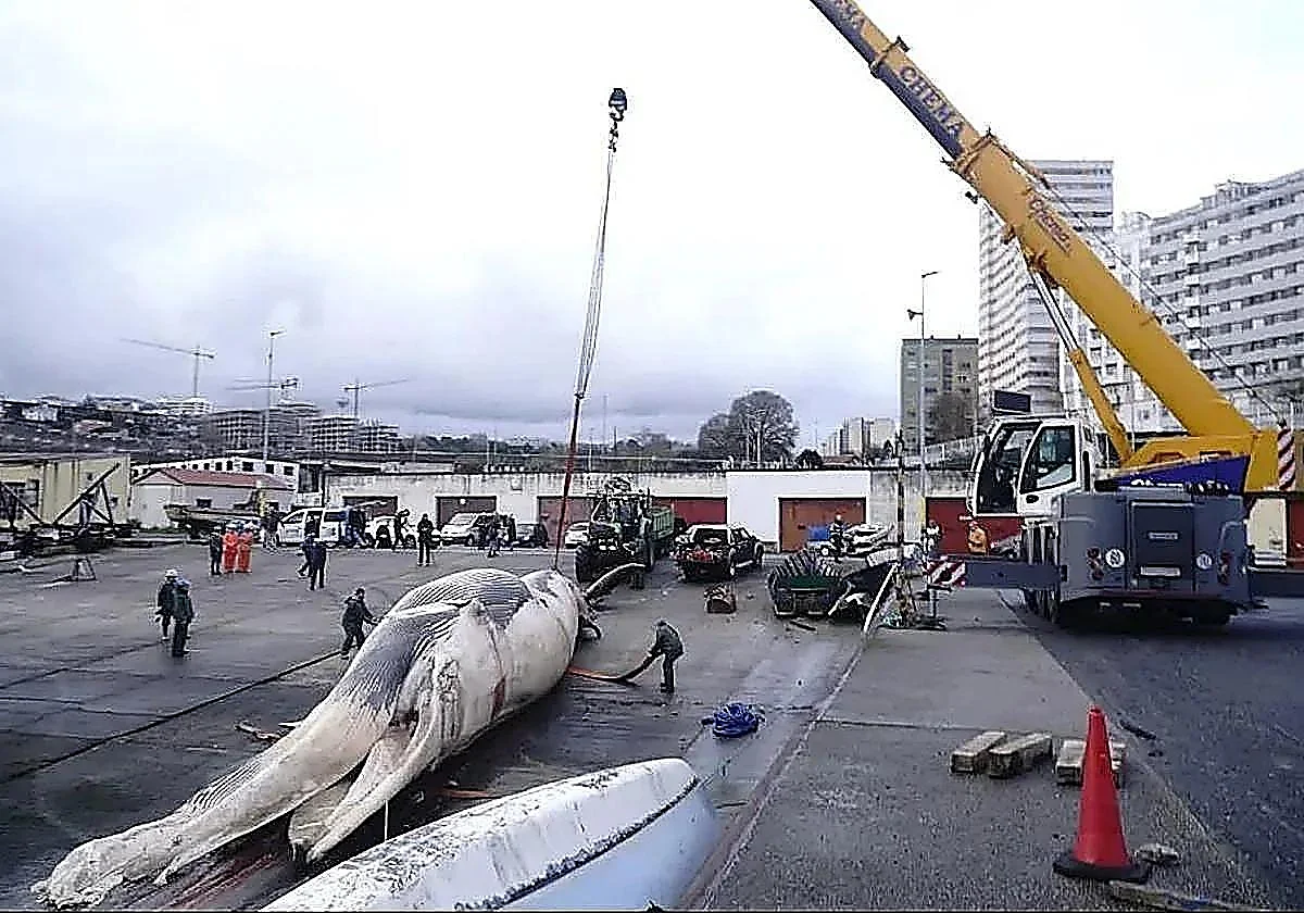 Large-scale operation to remove 25-metre whale washed ashore in northern Spain